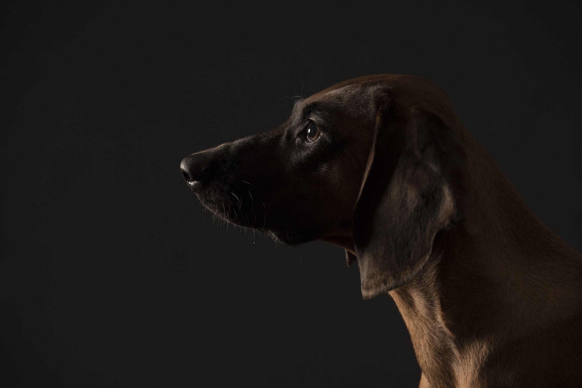 Hanoverský horský darebák je lovecký pes, dlouhé uši mu pomáhají zachytit stopu.